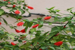 Malvaviscus arboreus